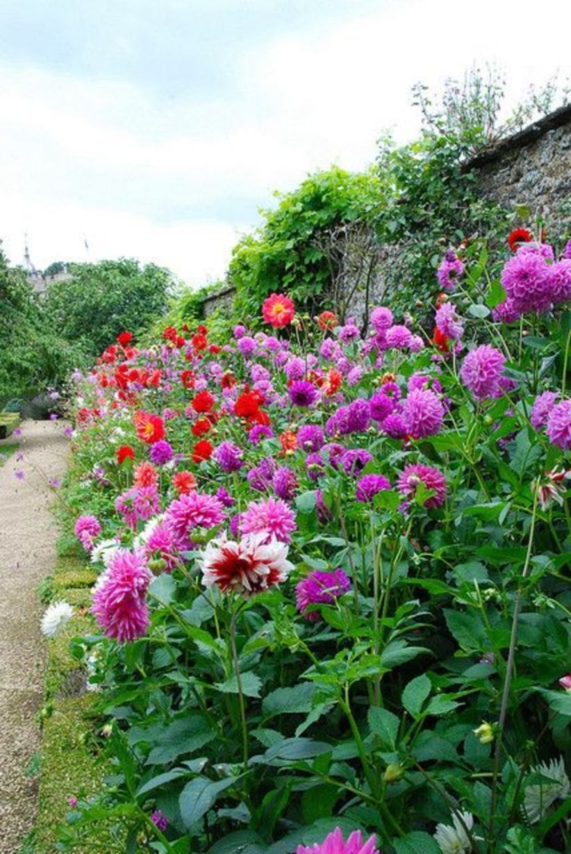 Walled garden with border of dahlias