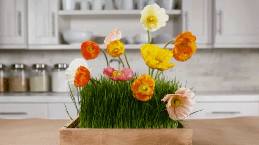 1. flower and grass in the kitchen