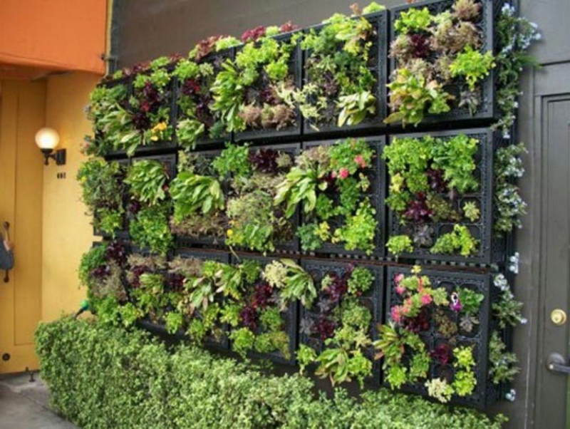 1. lettuce on the wall