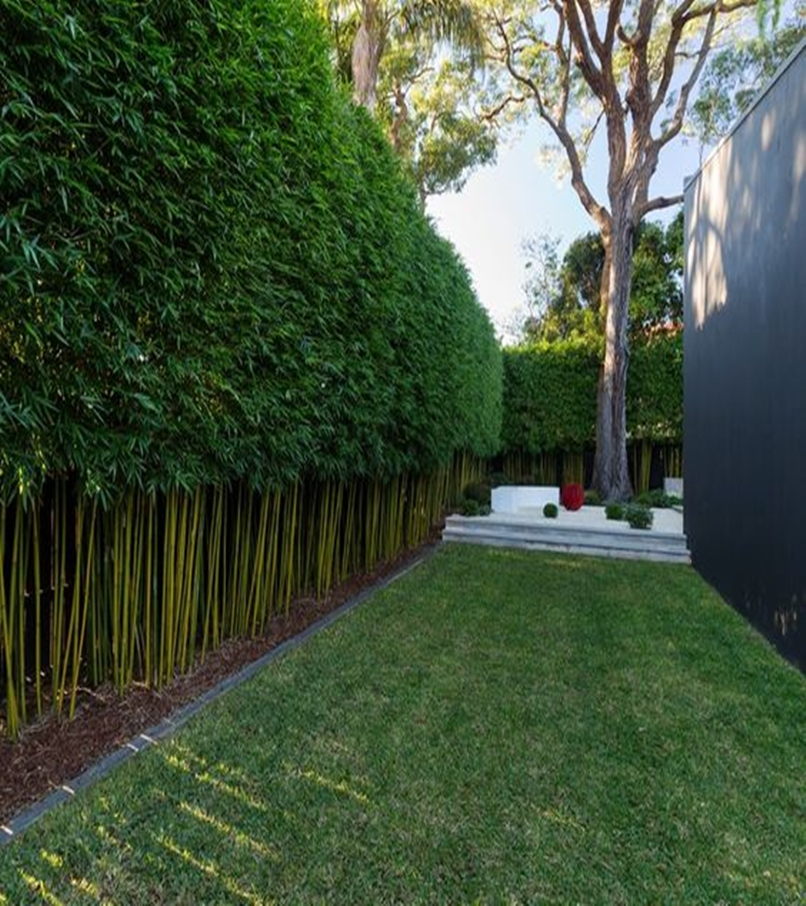 Front garden hedge plants 1