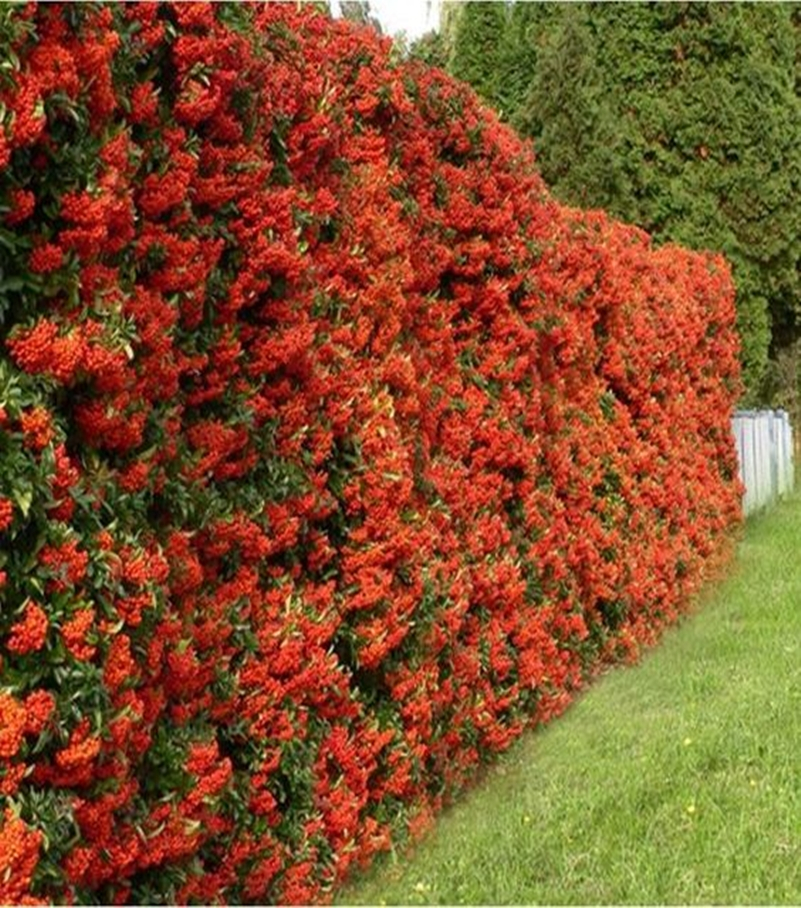 Front garden hedge plants 10