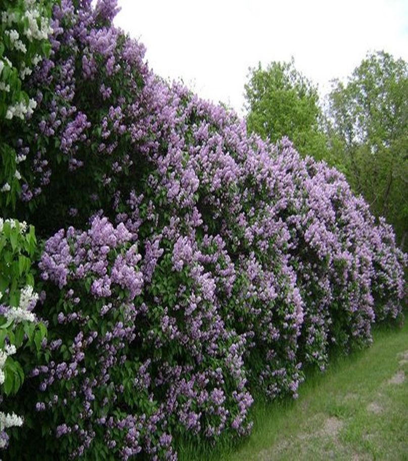 Front garden hedge plants 11