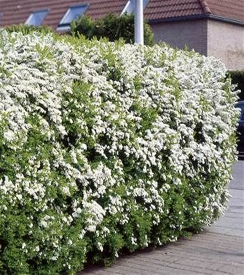 Front garden hedge plants 12