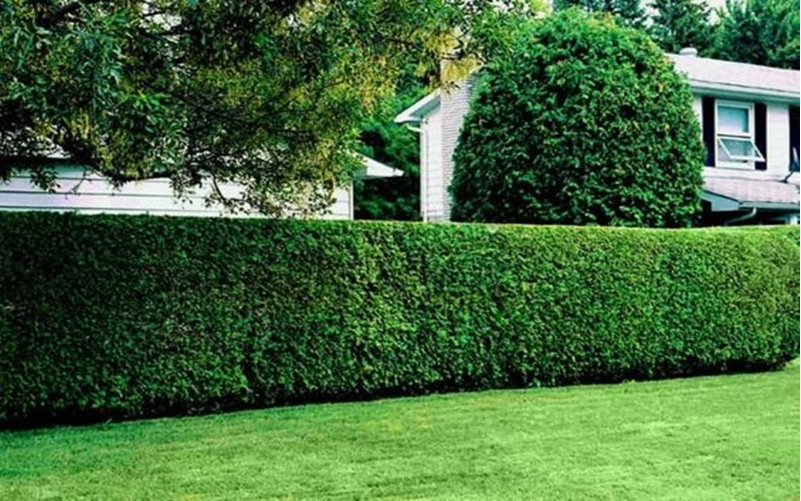 Front garden hedge plants 2
