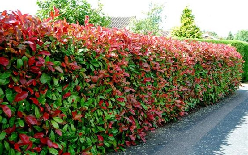 Front garden hedge plants 4