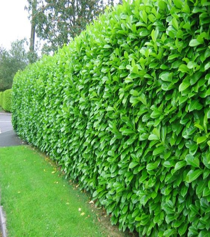 Front garden hedge plants 5