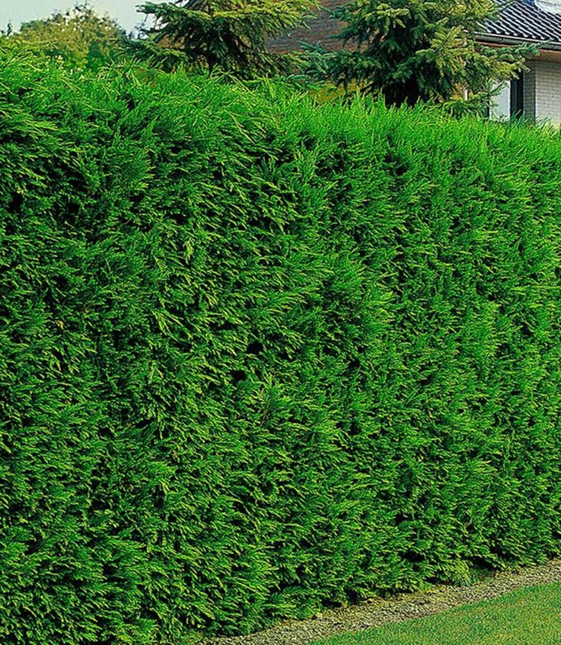 Front garden hedge plants 6