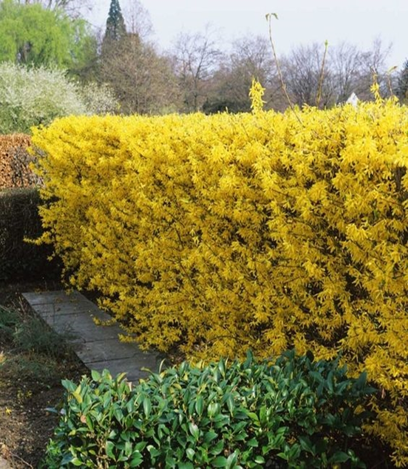 Front garden hedge plants 7