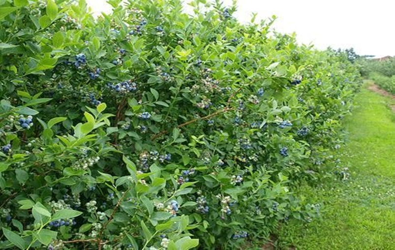Front garden hedge plants 8
