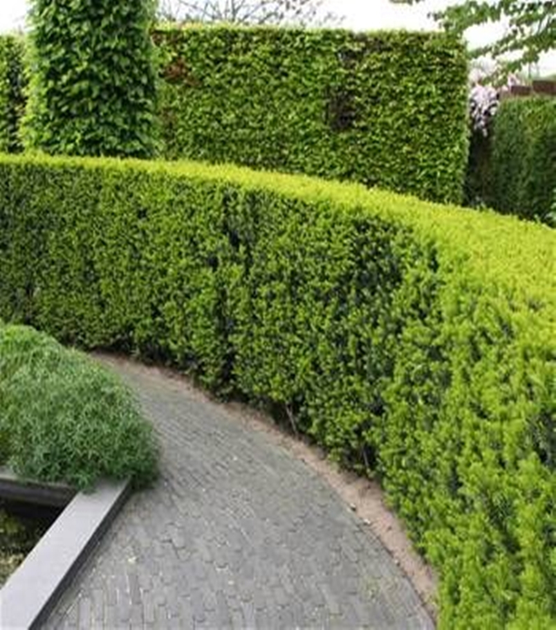 Front garden hedge plants 9