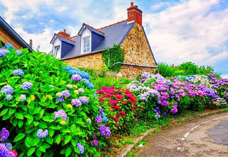 Living-color