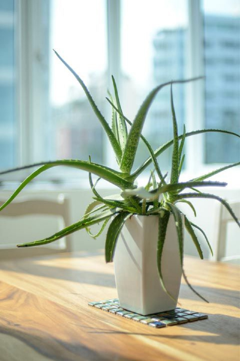 Aloe-vera