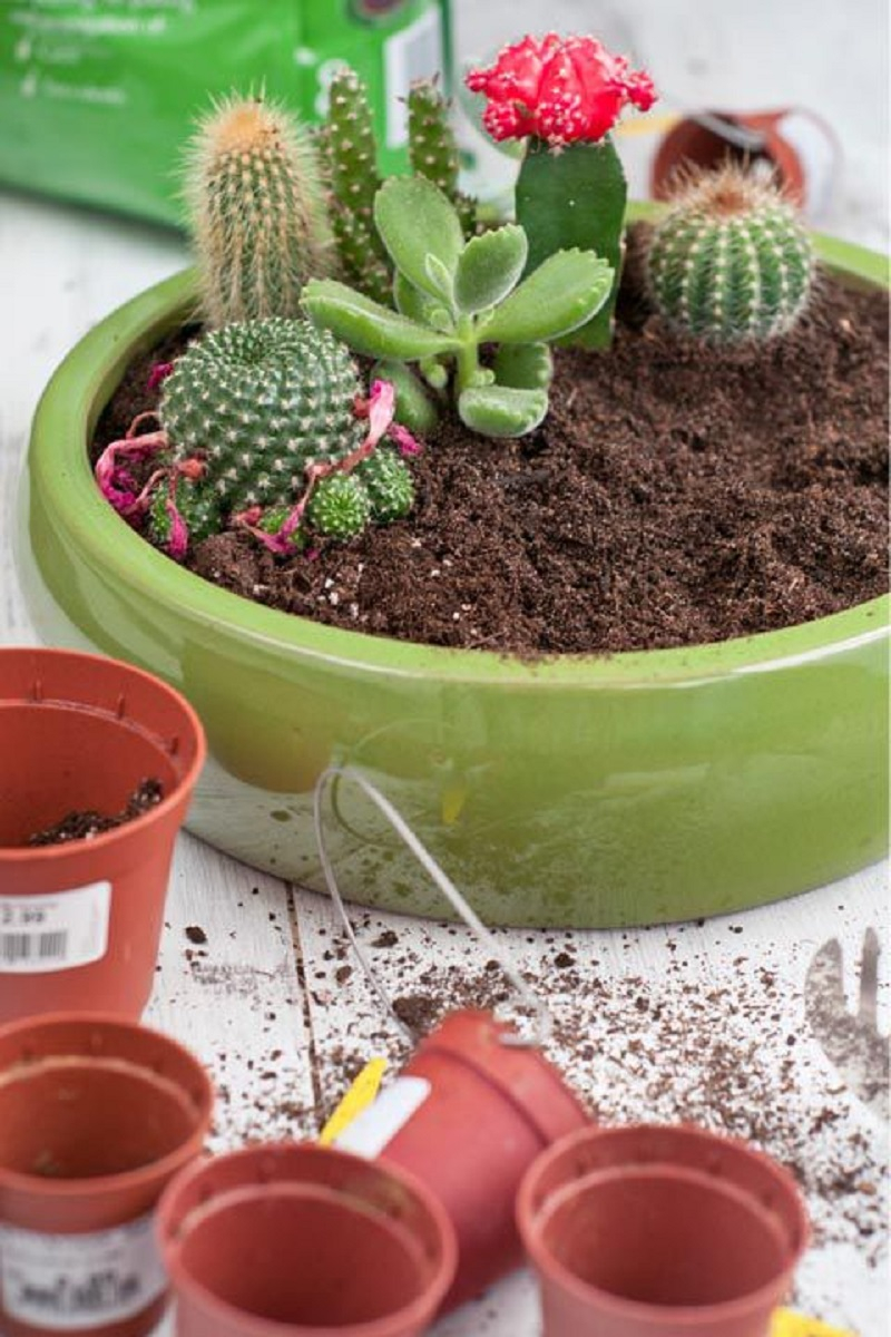 Cactus-planter