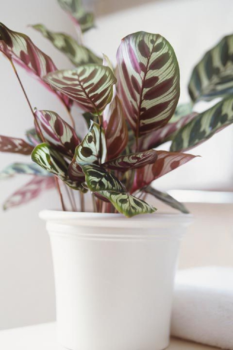 Calathea