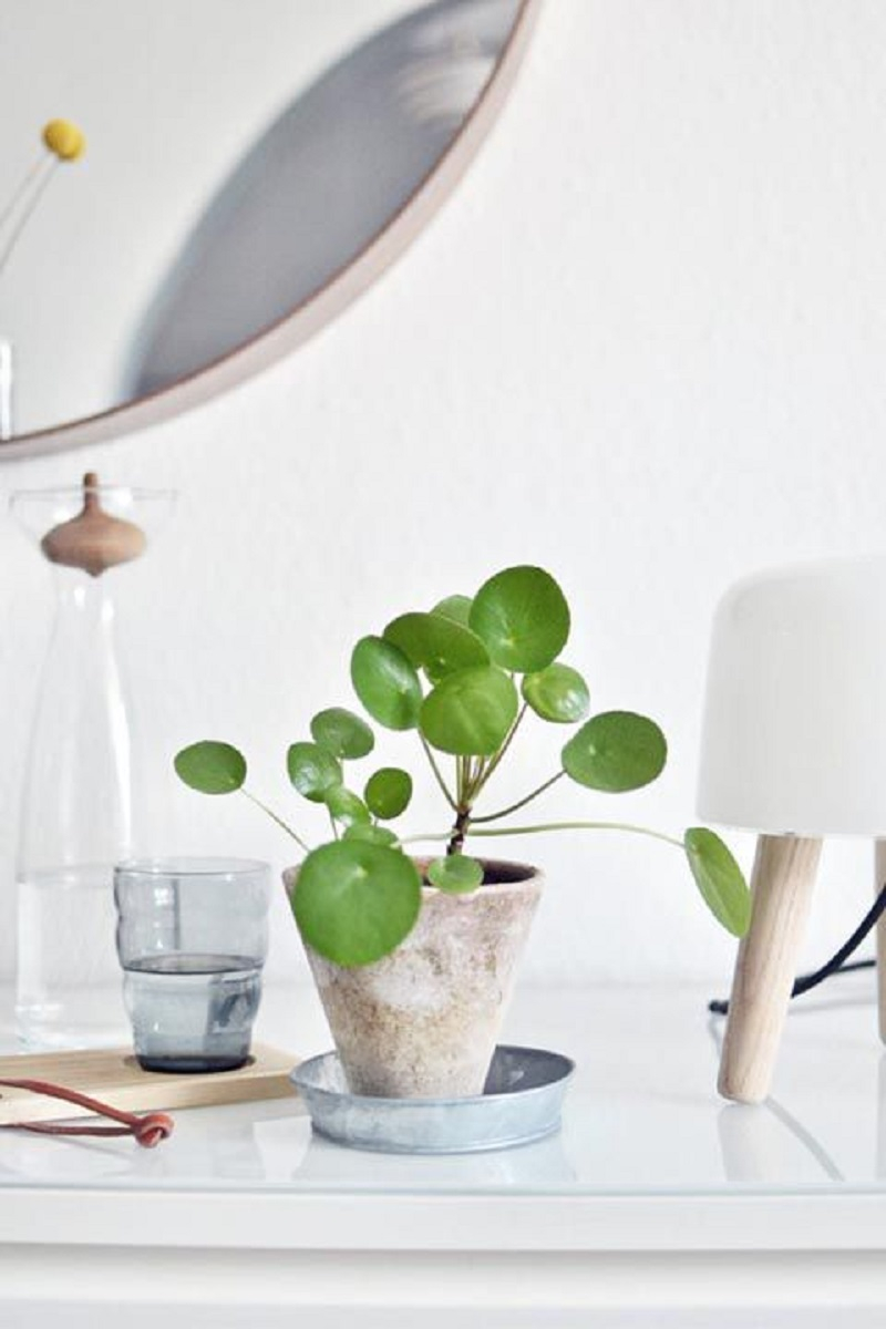 Chinese-money-plant