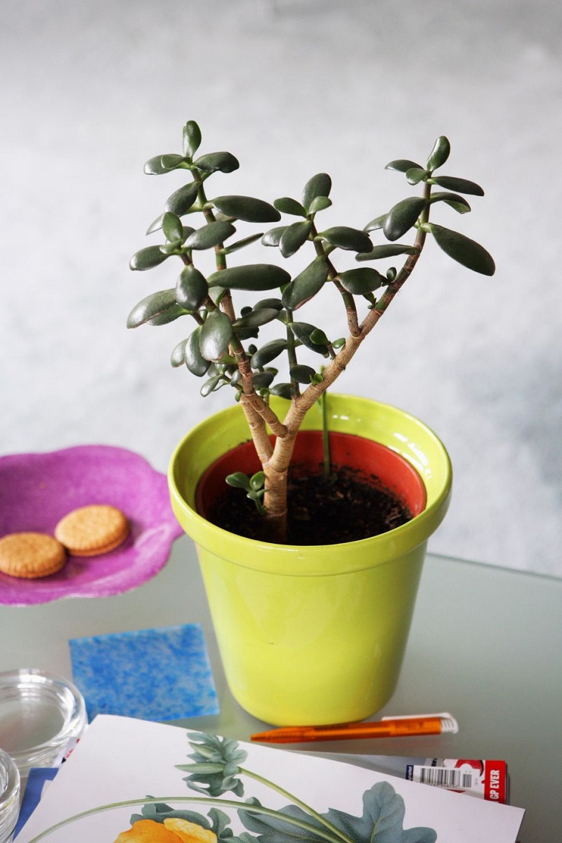 Jade-plant