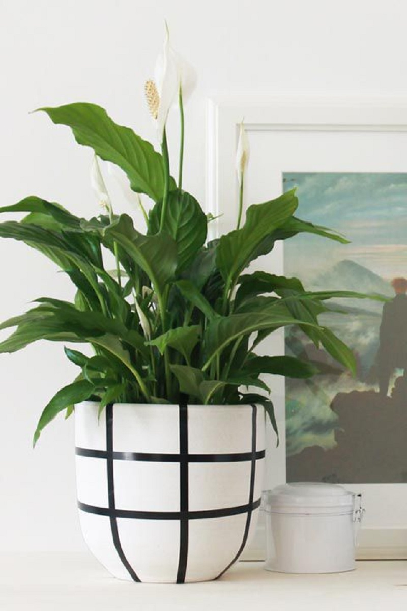 Peace-lily