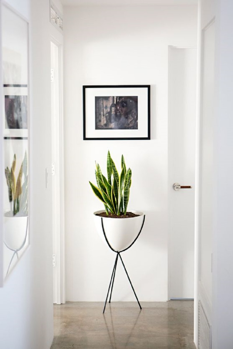 Snake-plant