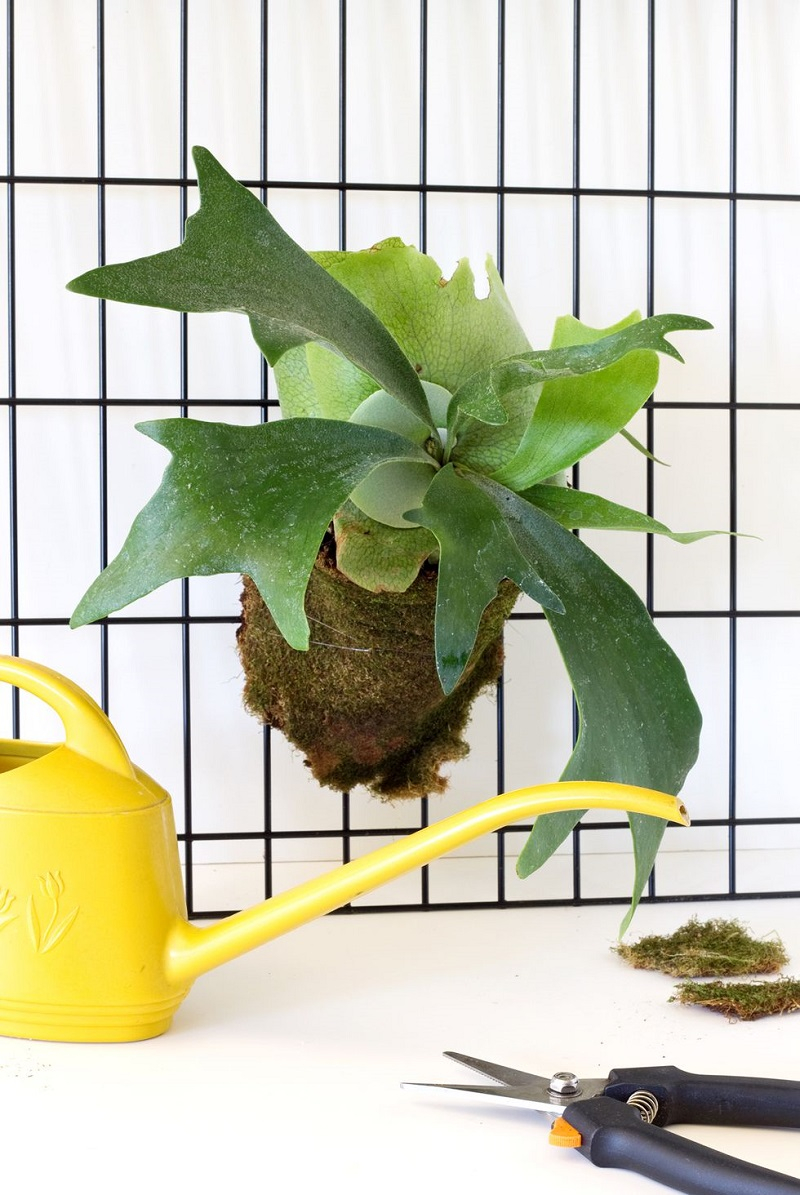 Staghorn-fern