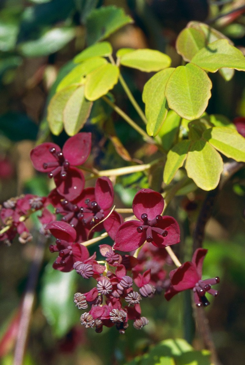 Chocolate vine