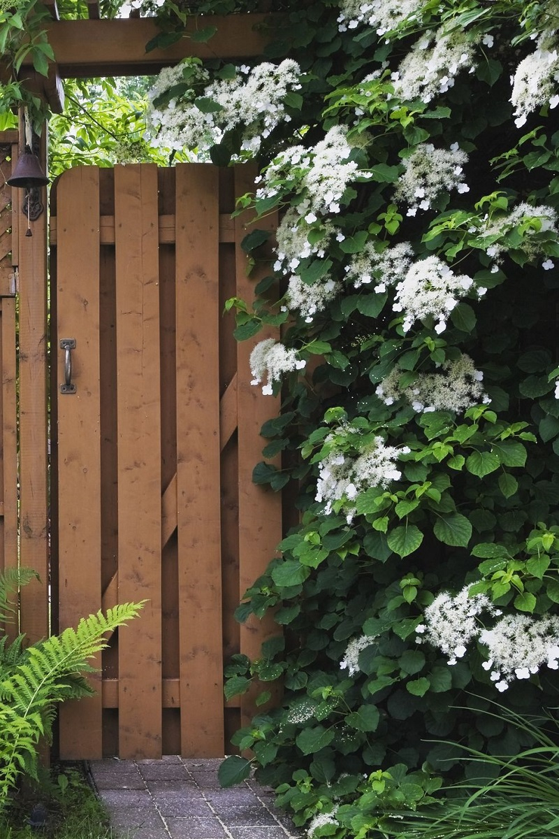 Climbing hydrangea