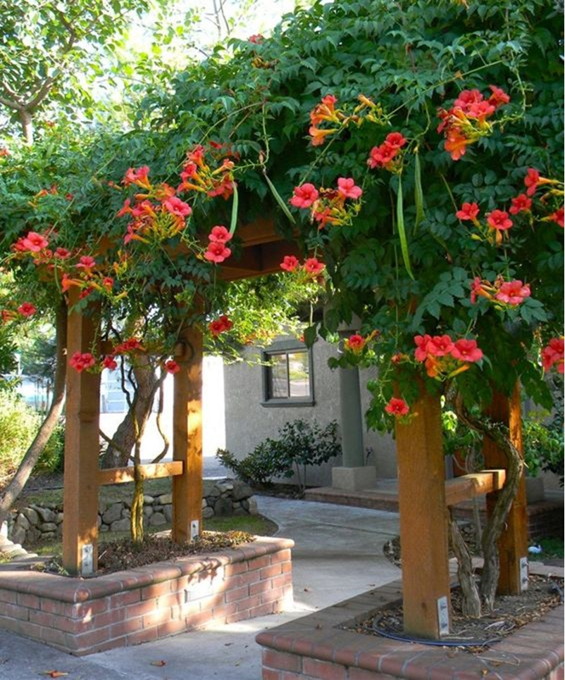 Climbing plants 1