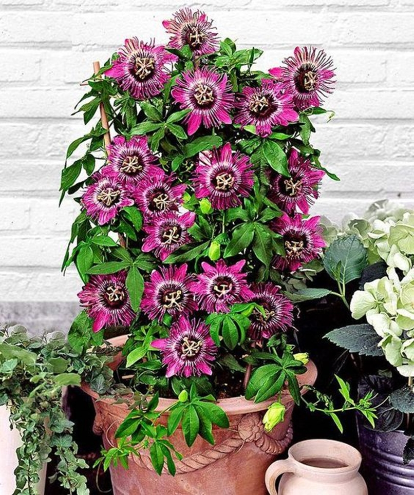 Climbing plants 10