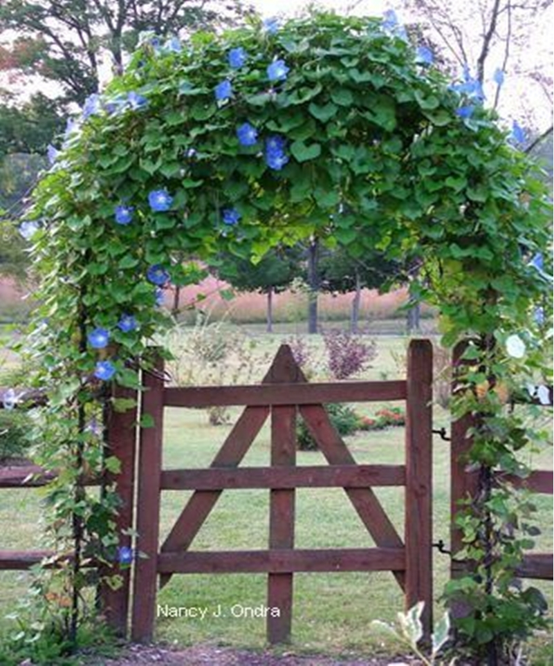 Climbing plants 11