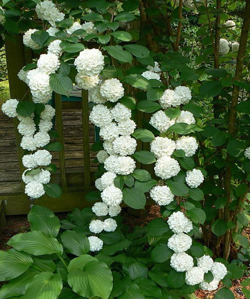 Climbing plants 12