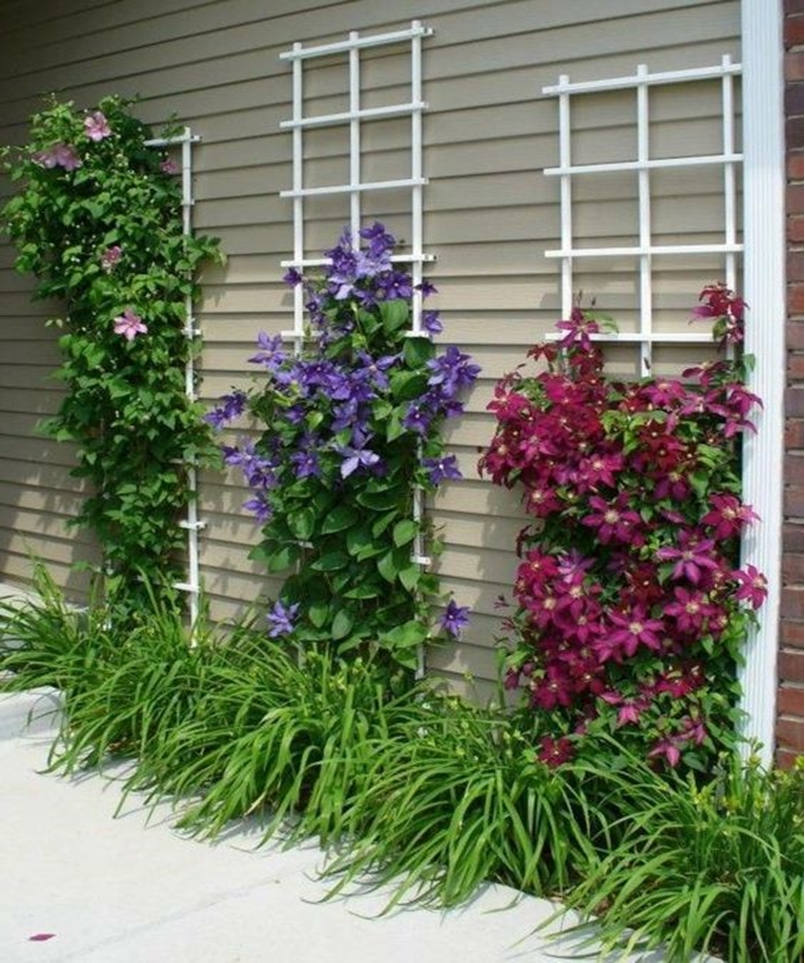Climbing plants 2