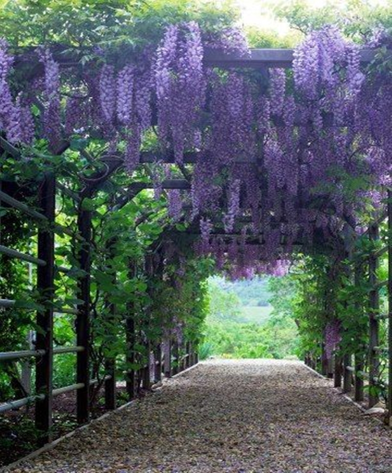 Climbing plants 3