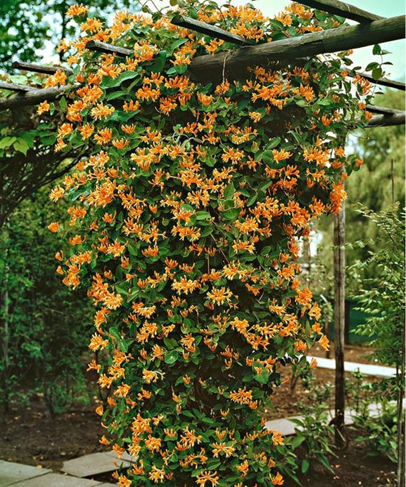 Climbing plants 4
