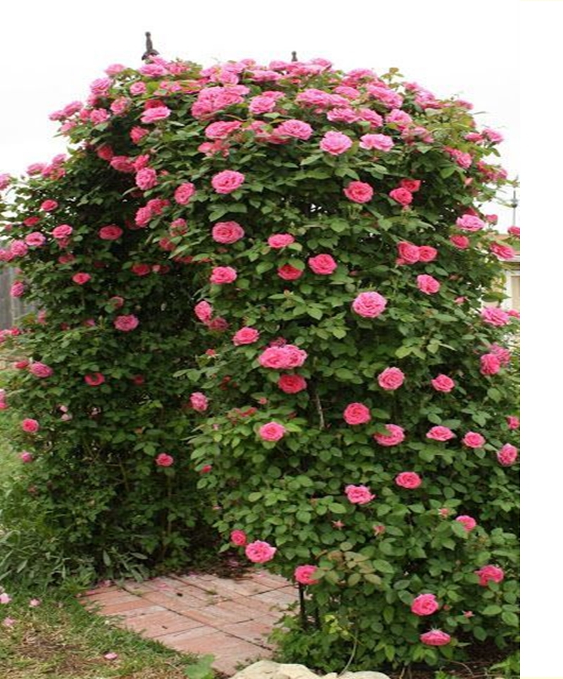 Climbing plants 5