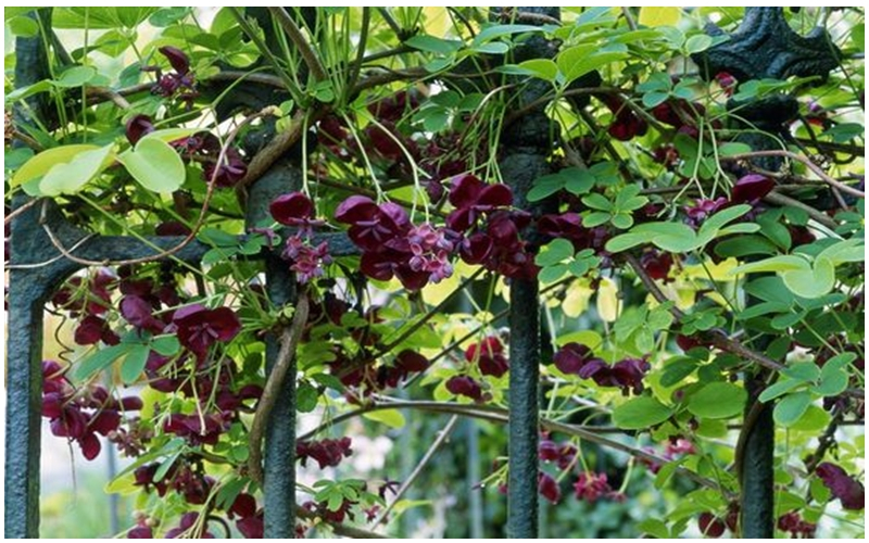 Climbing plants 6