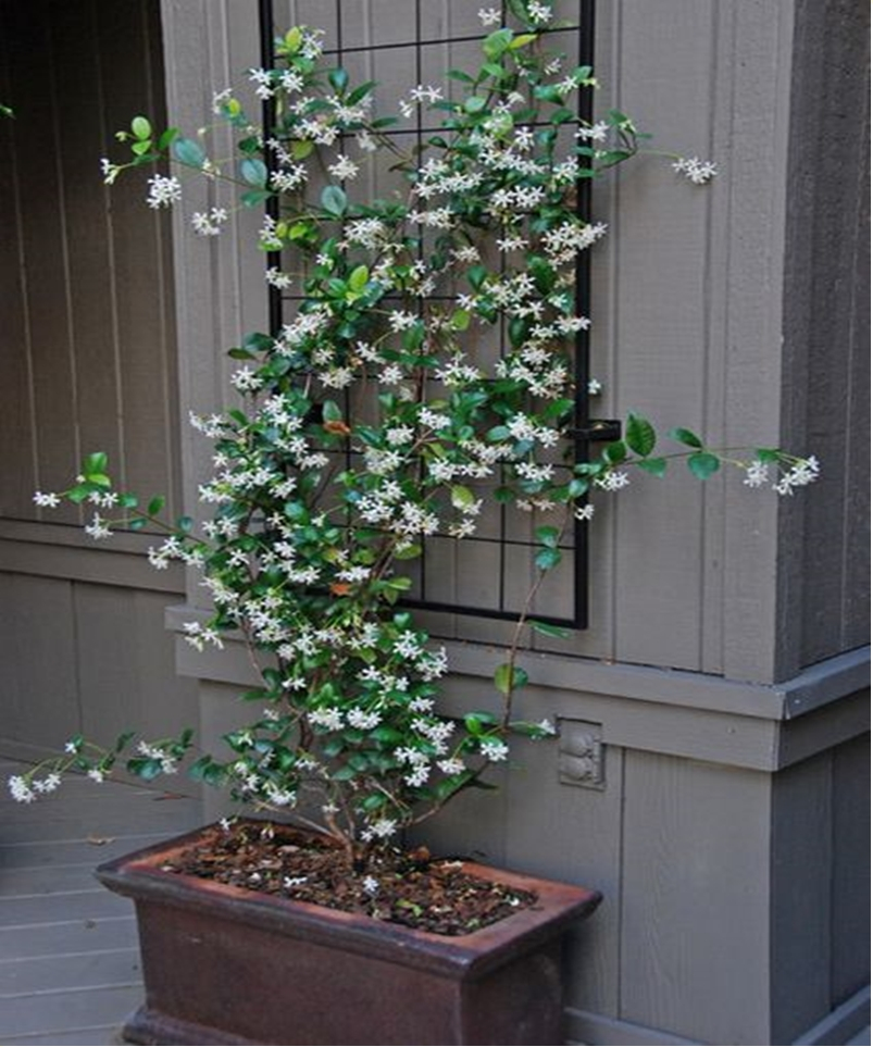 Climbing plants 7