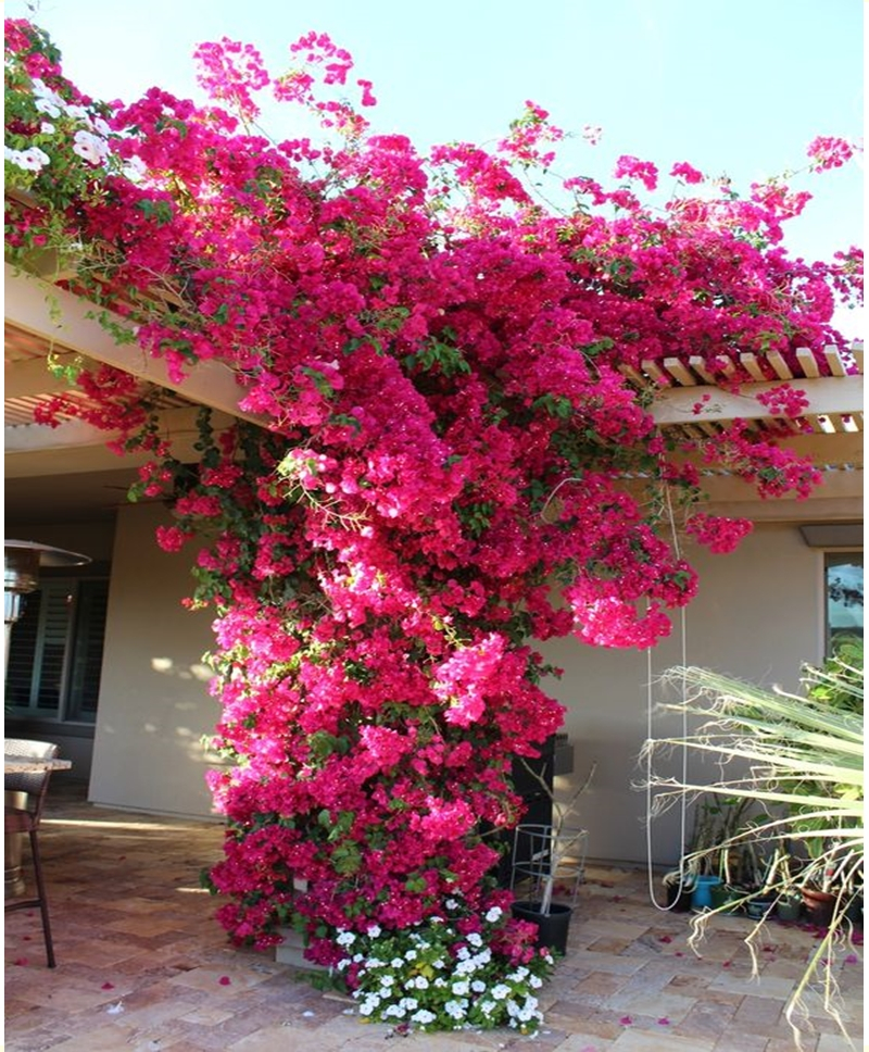 Climbing plants 8