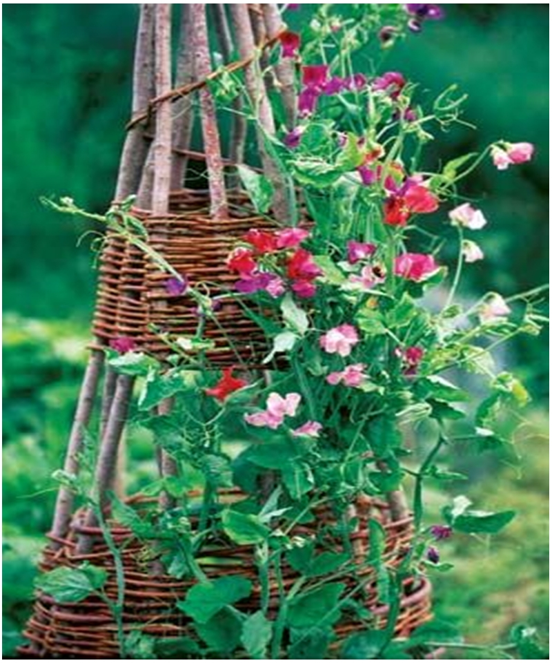 Climbing plants 9