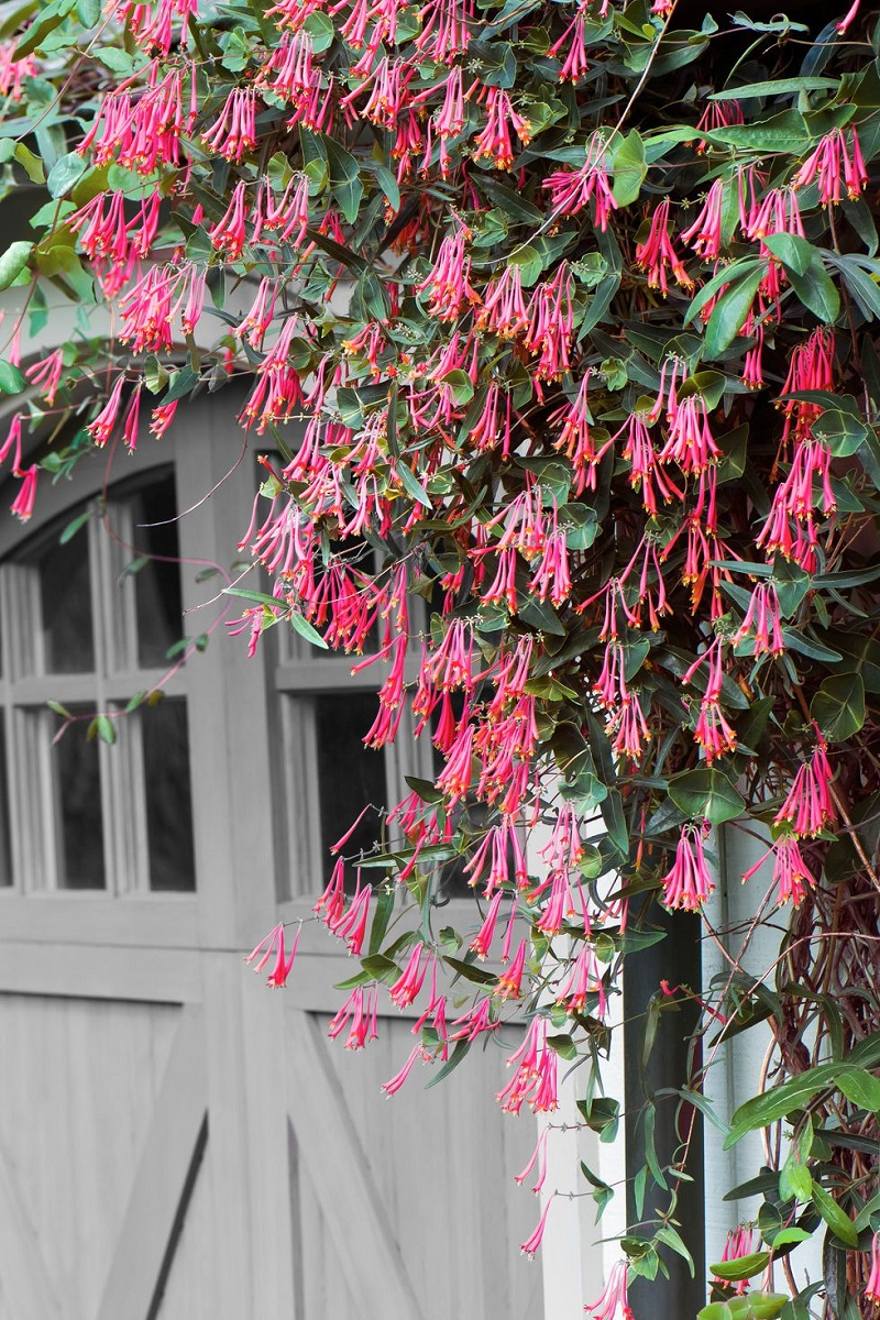 Coral honeysuckle