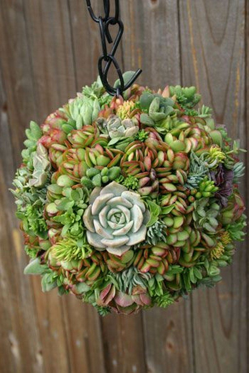 Diy succulents 5
