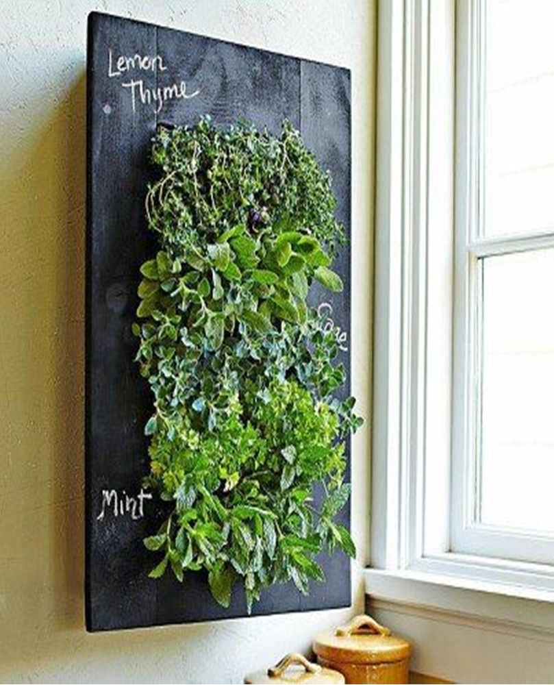 Kitchen herbs garden 10