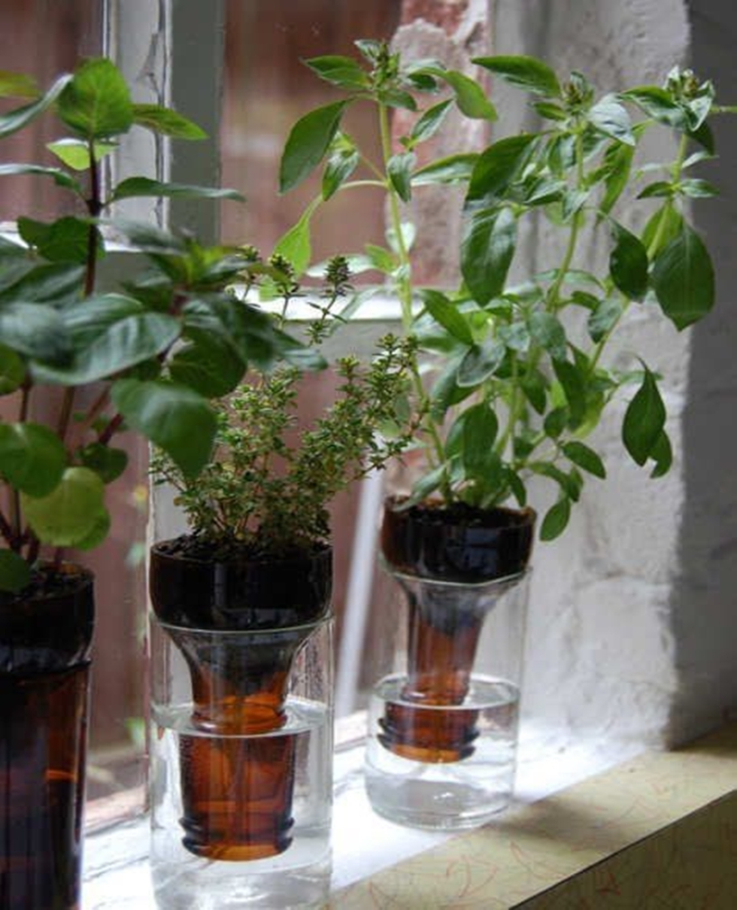 Kitchen herbs garden 11