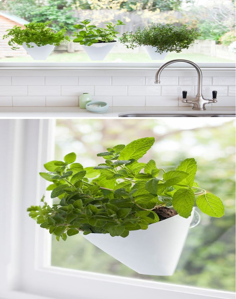 Kitchen herbs garden 3