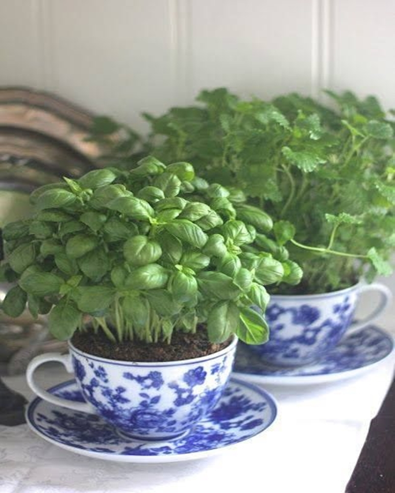 Kitchen herbs garden 6