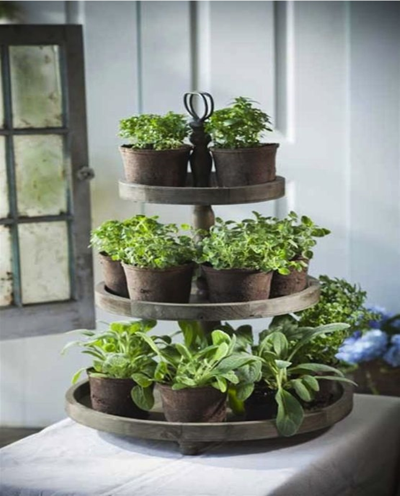 Kitchen herbs garden 8