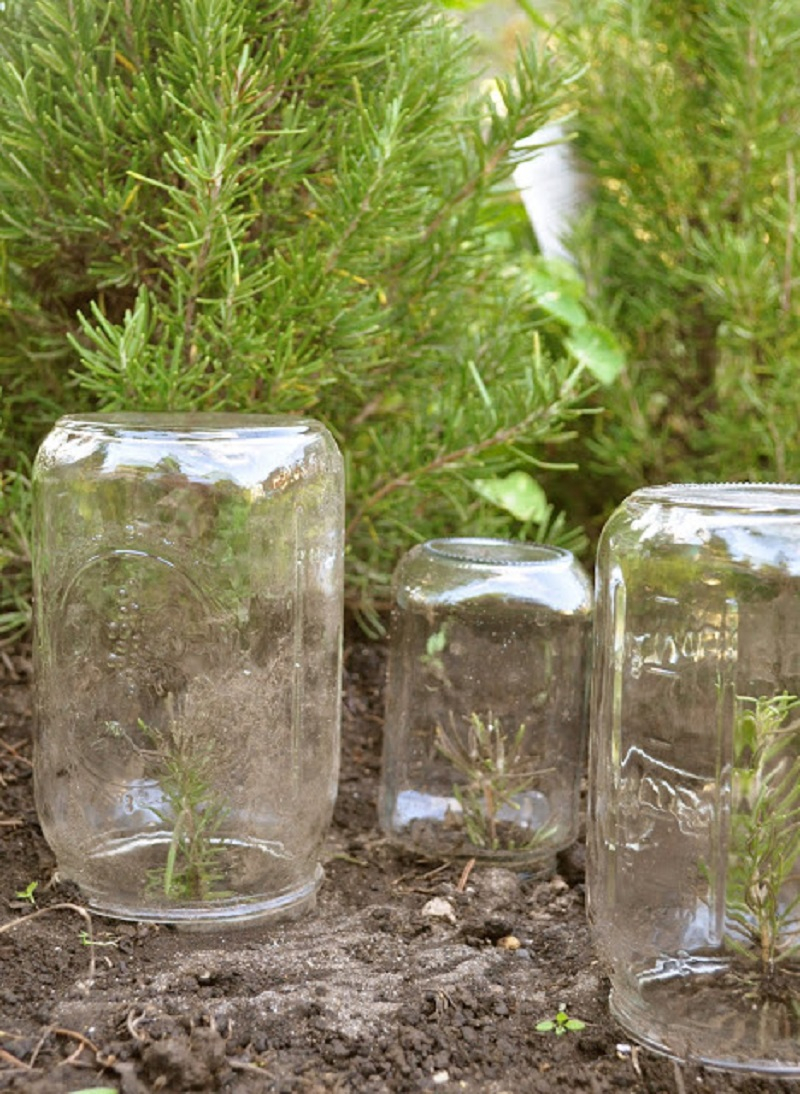 Mason-jar-greenhouse