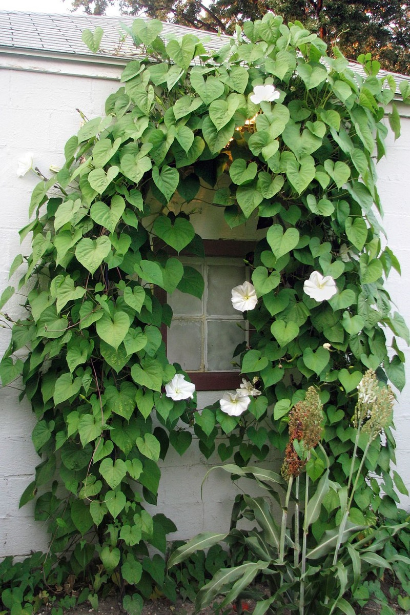 Moon flower
