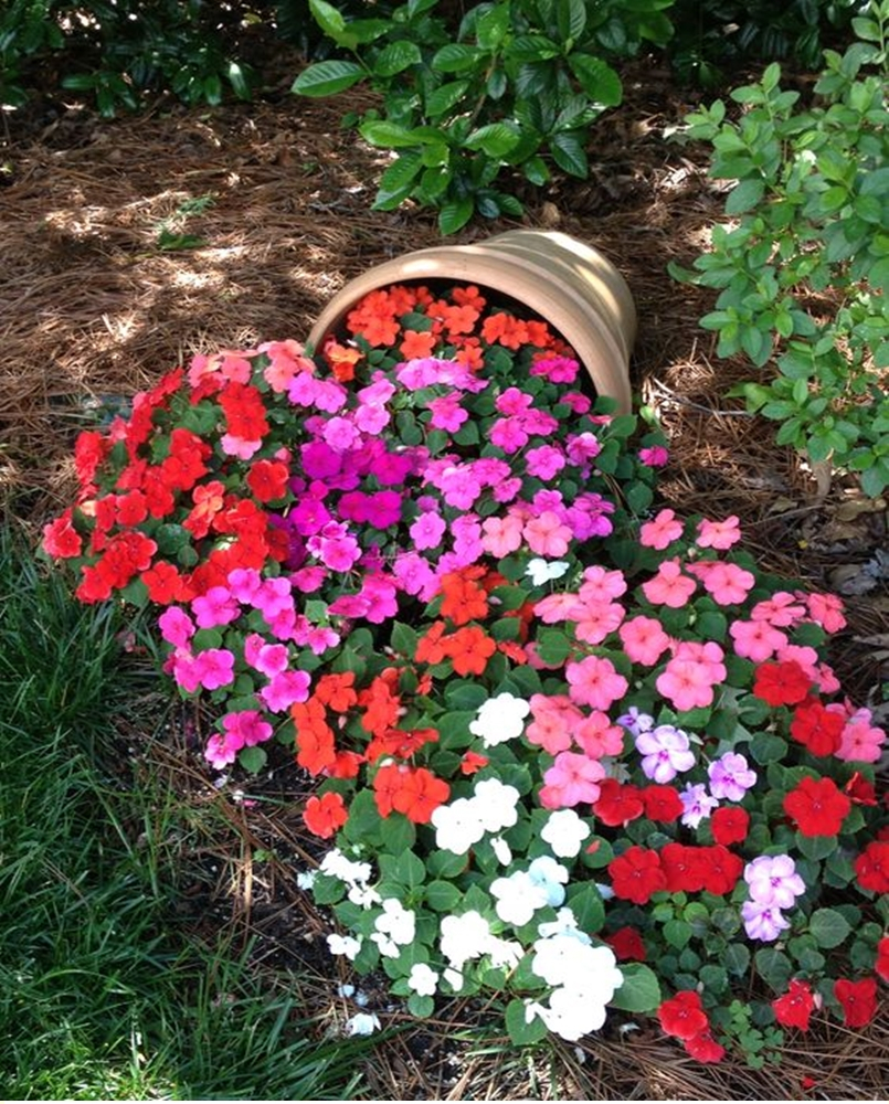 Petunia garden 1