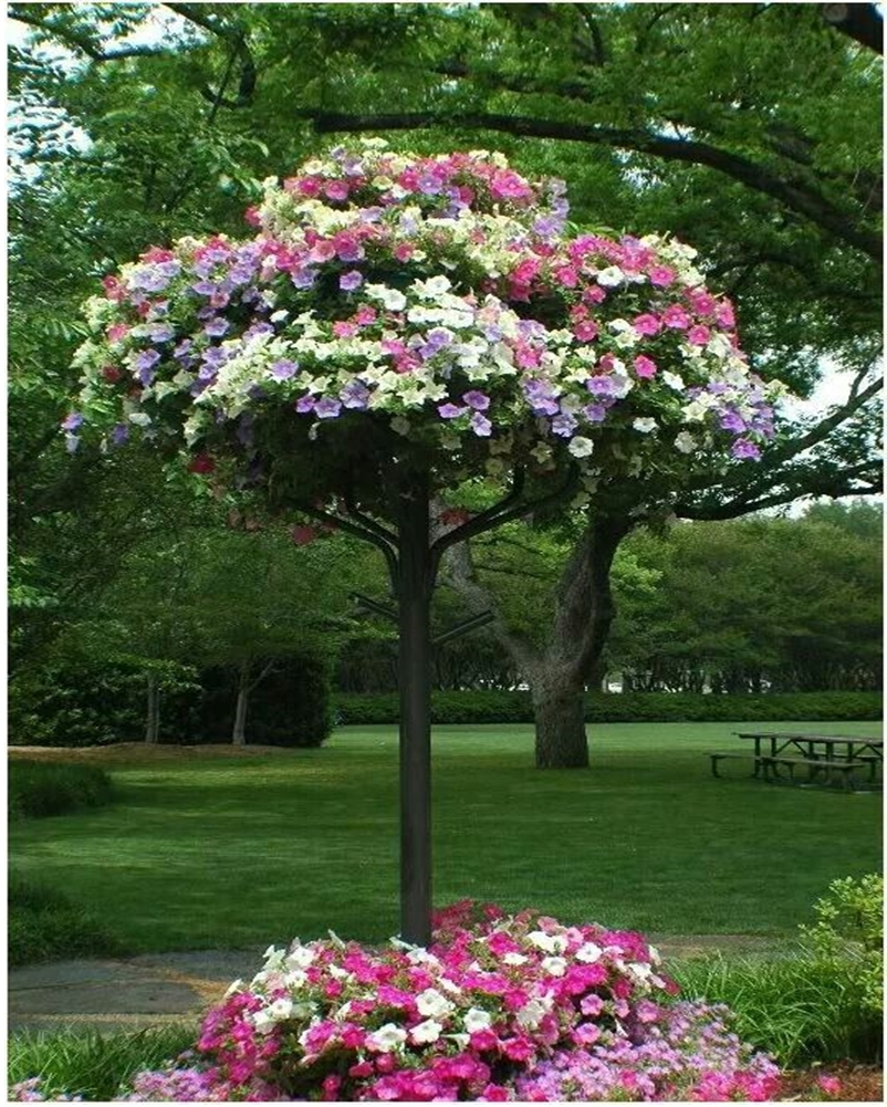 Petunia garden 10