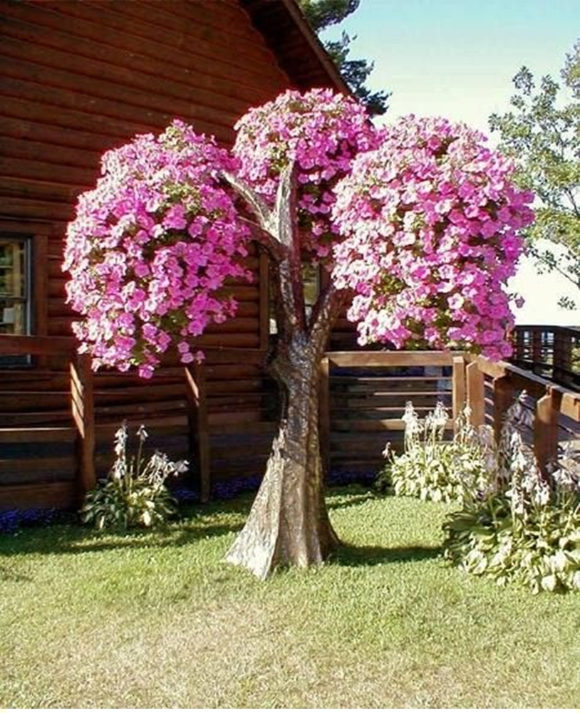 Petunia garden 11
