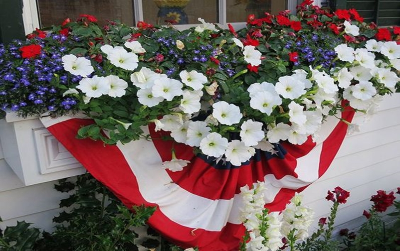 Petunia garden 12